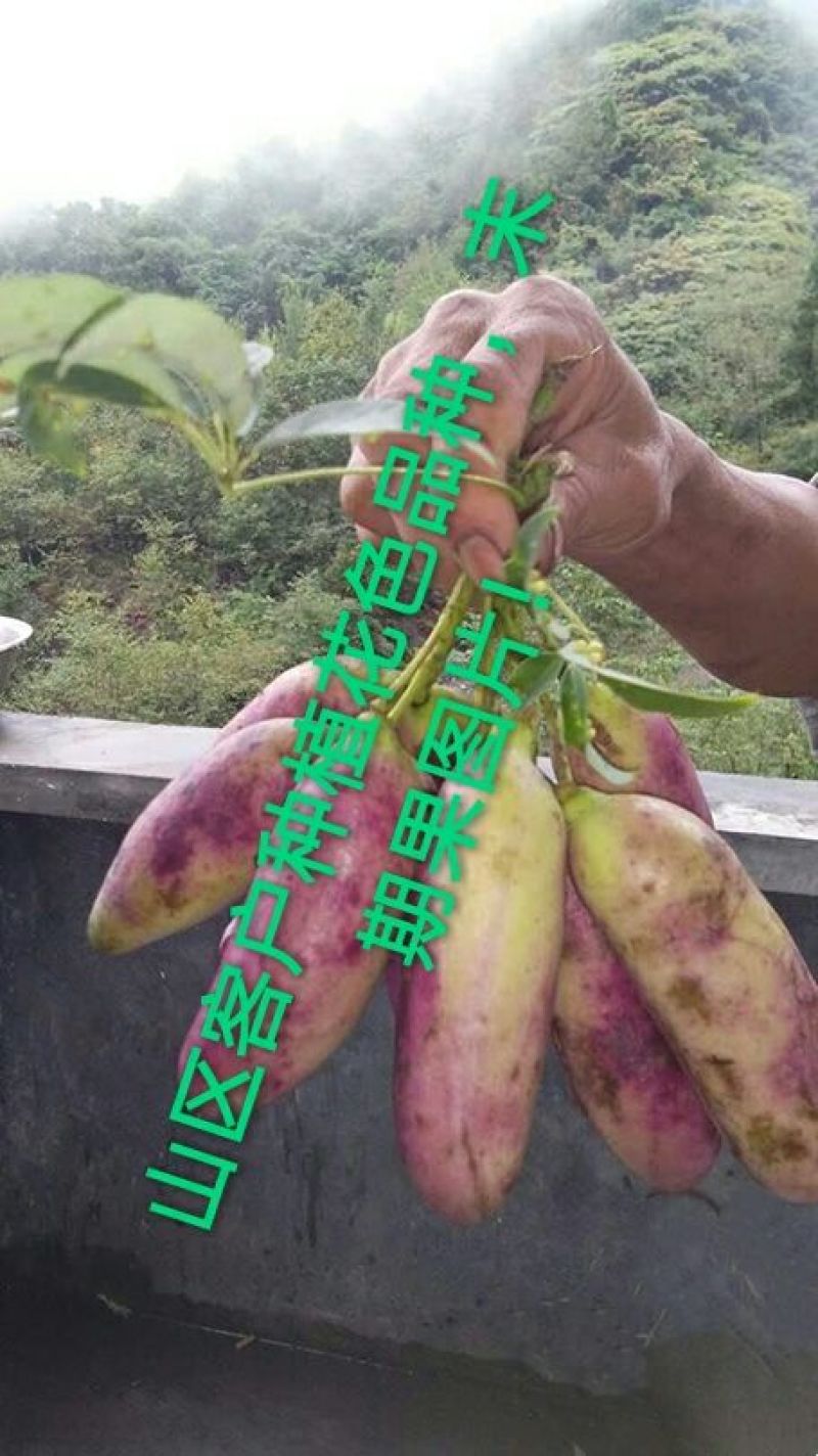 优质改良无籽抗病紫果1号、花果2号、麻果3号八月瓜苗
