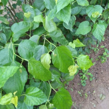 长果桑树苗40~50cm