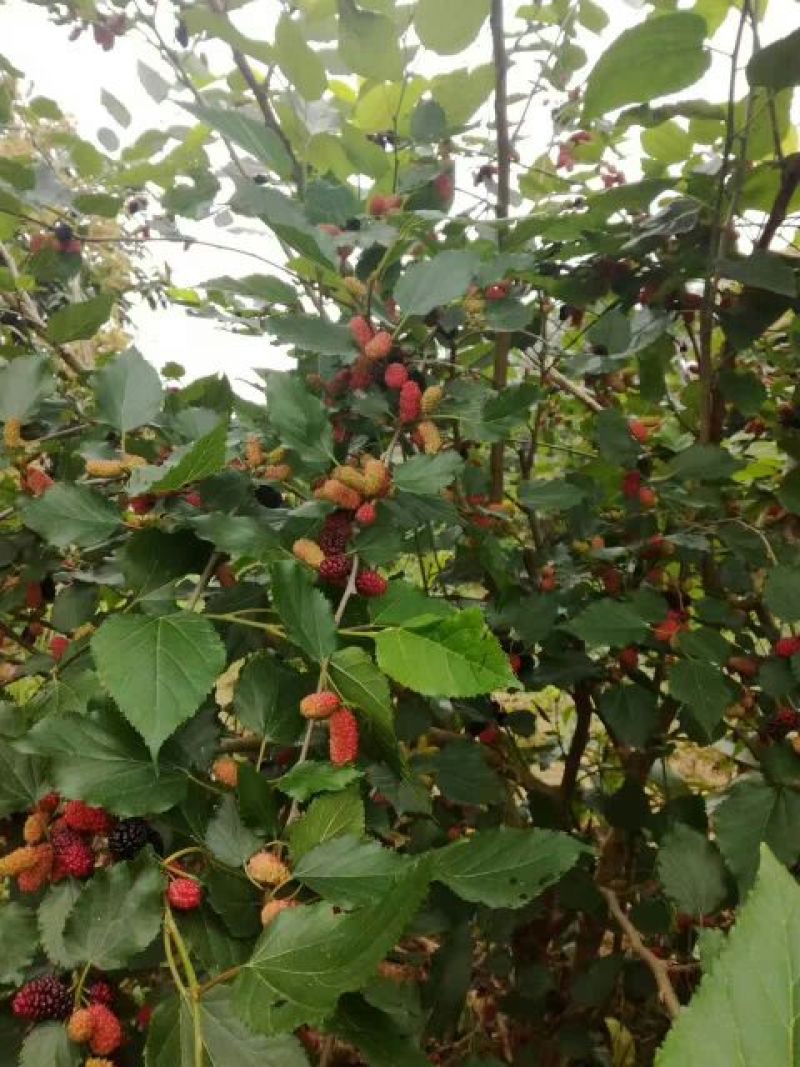 长果桑树苗40~50cm