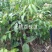 无核荔枝苗桂味苗飞子笑苗