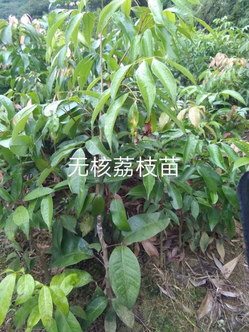 无核荔枝苗桂味苗飞子笑苗