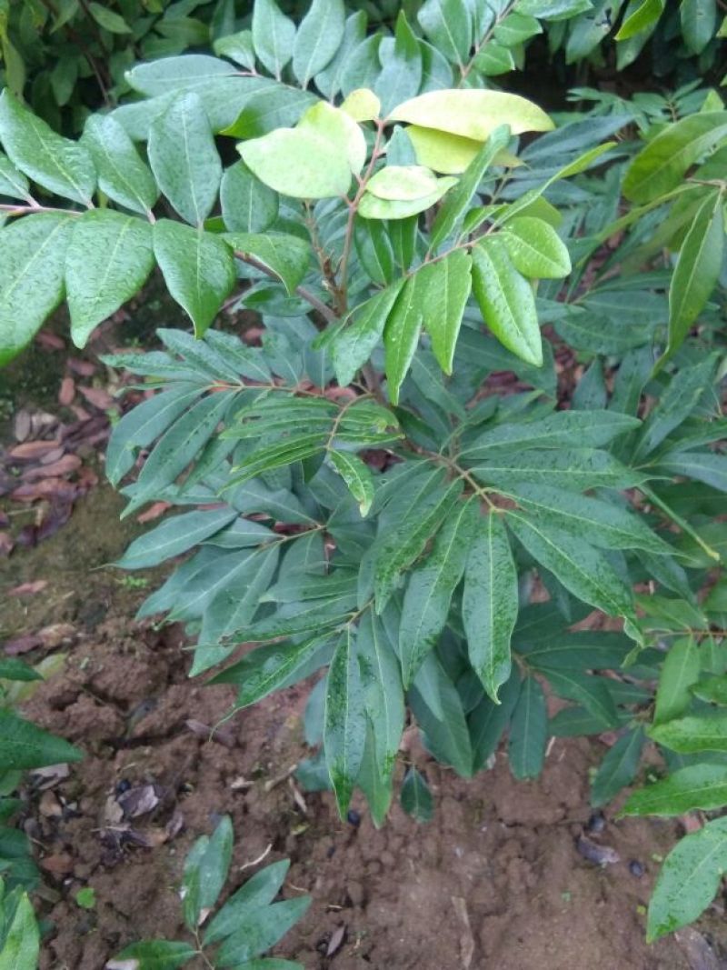 龙眼树苗50~80cm