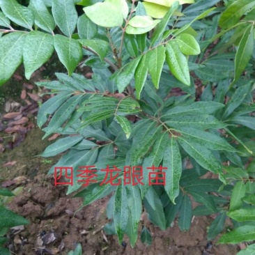龙眼树苗50~80cm