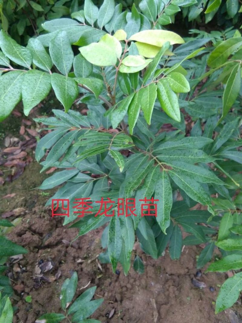 龙眼树苗50~80cm