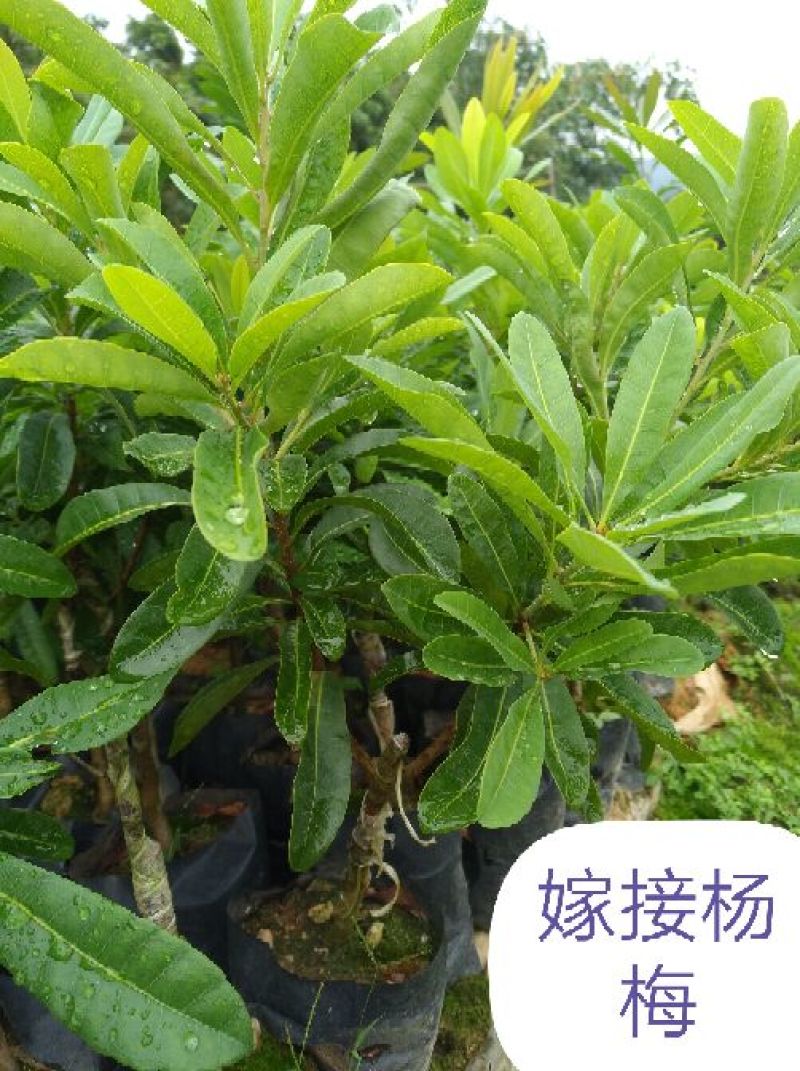 福建杨梅种苗：中熟杨梅苗、大黑炭、硬丝杨梅苗（杯苗）