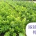 福建杨梅种苗：中熟杨梅苗、大黑炭、硬丝杨梅苗（杯苗）