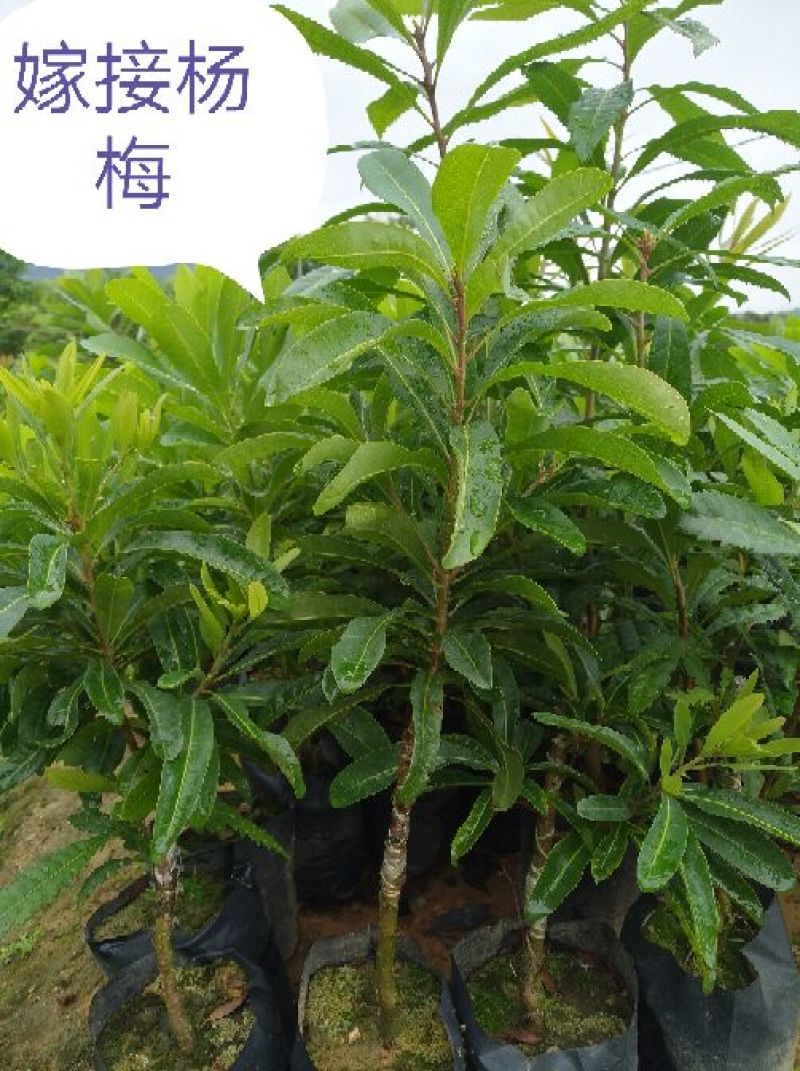 福建杨梅种苗：中熟杨梅苗、大黑炭、硬丝杨梅苗（杯苗）