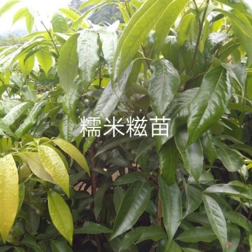 荔枝苗糯米糍苗~鸡嘴荔苗