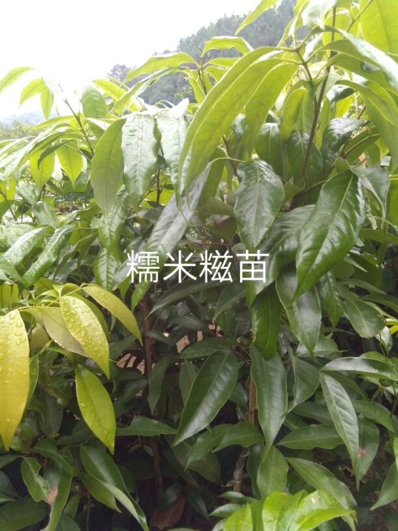 荔枝苗糯米糍苗~鸡嘴荔苗