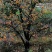 柿饼2~2.5两