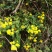 野菊花散装