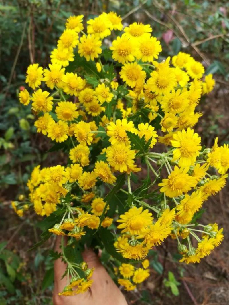 野菊花散装
