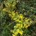 野菊花散装