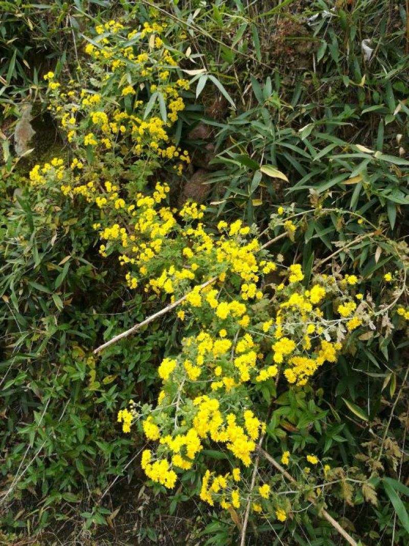 野菊花散装