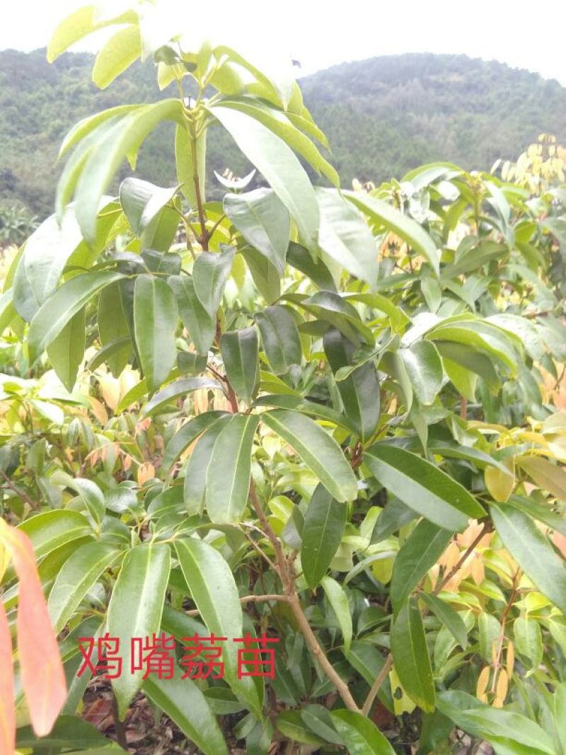 荔枝苗糯米糍苗~鸡嘴荔苗
