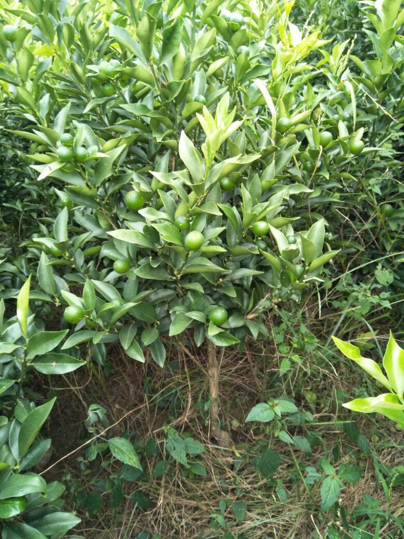脆皮金桔苗30～50cm分支多