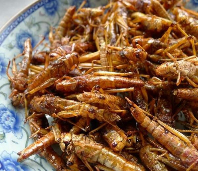东亚飞蝗食用