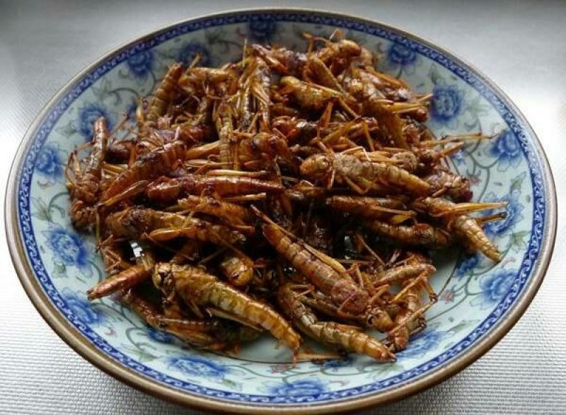 东亚飞蝗食用