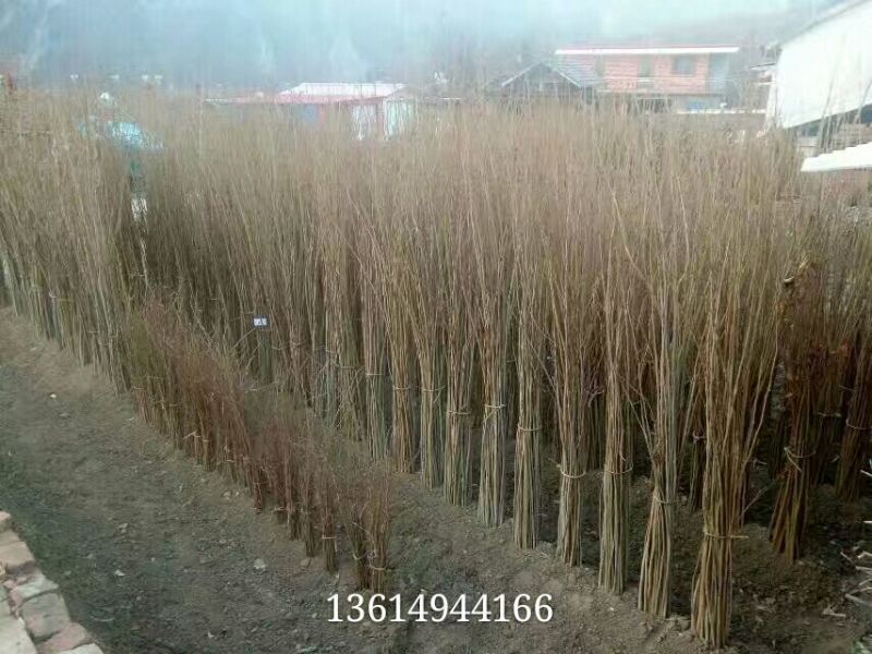 榛树苗80~100cm