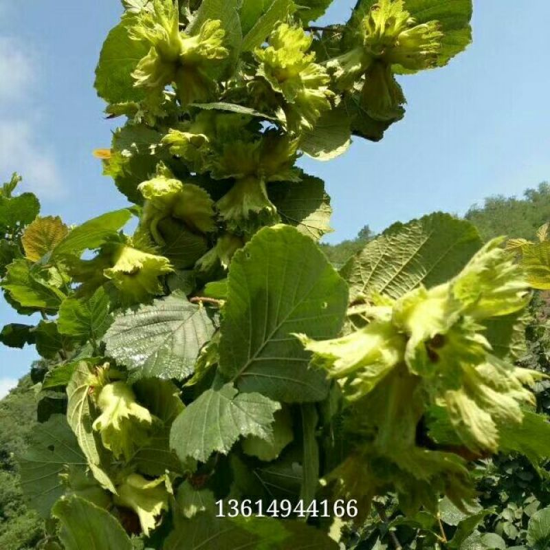 榛树苗80~100cm