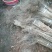 榛树苗80~100cm