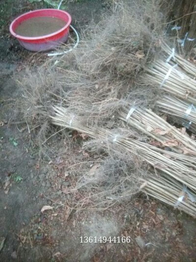 榛树苗80~100cm