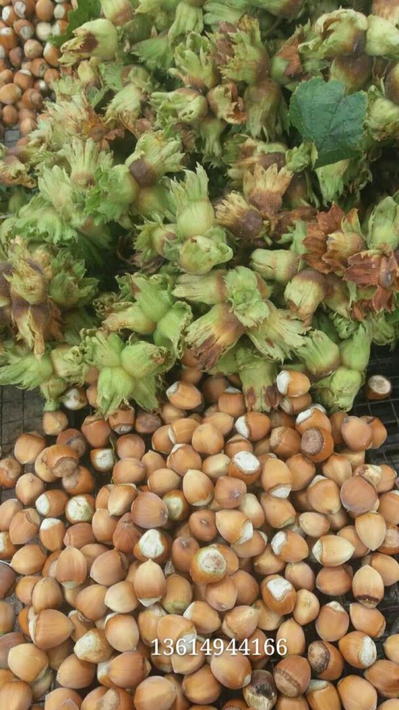 榛树苗80~100cm