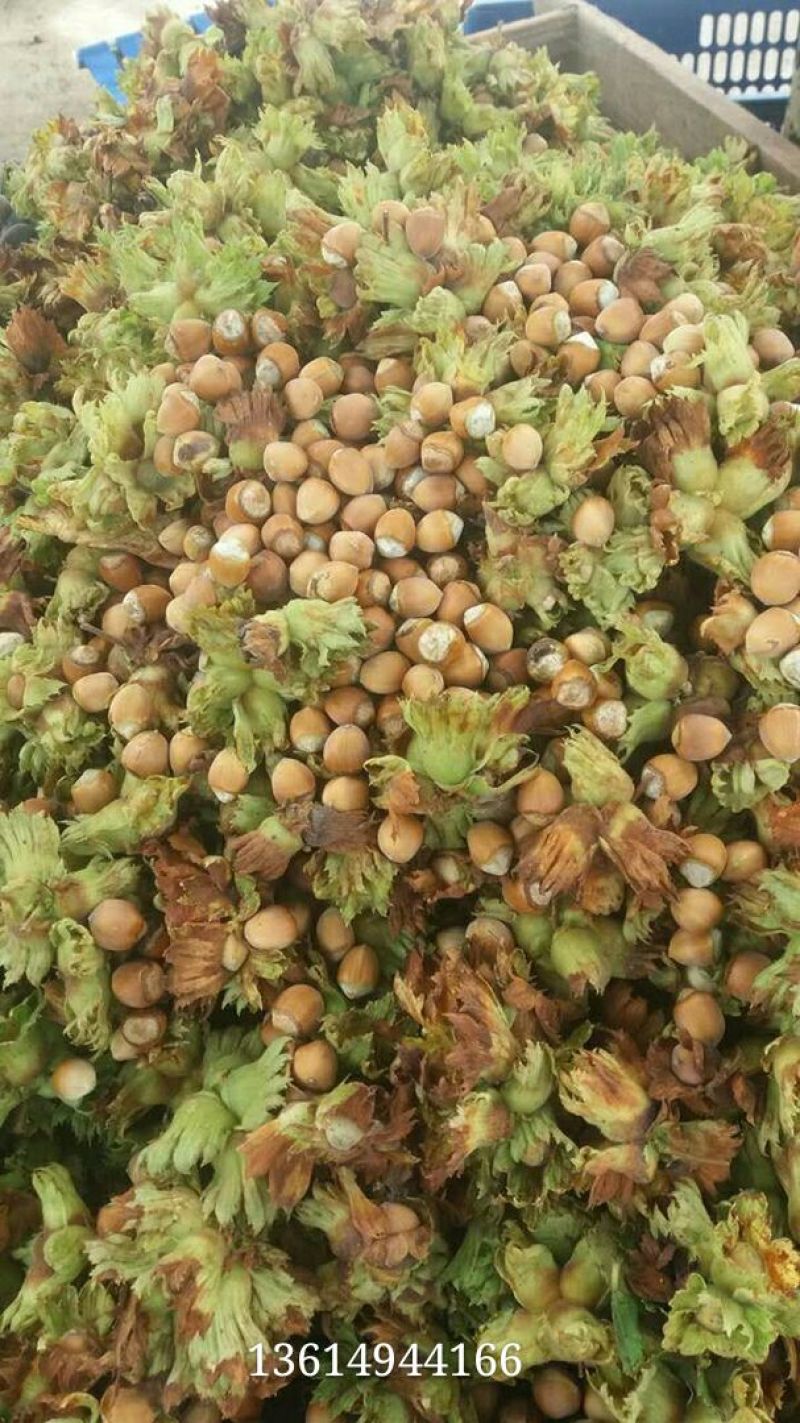 榛树苗80~100cm