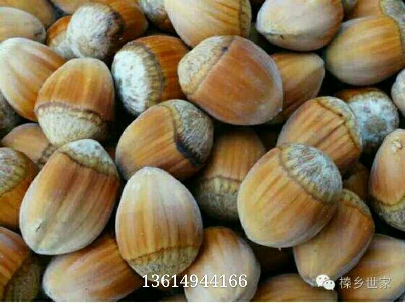 榛树苗80~100cm