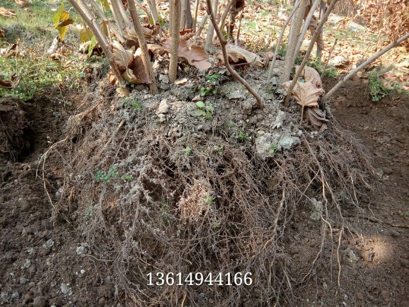 榛树苗80~100cm