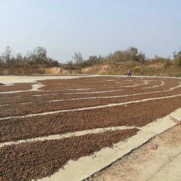 现货大量供应2021干油茶籽，欢迎洽谈采购