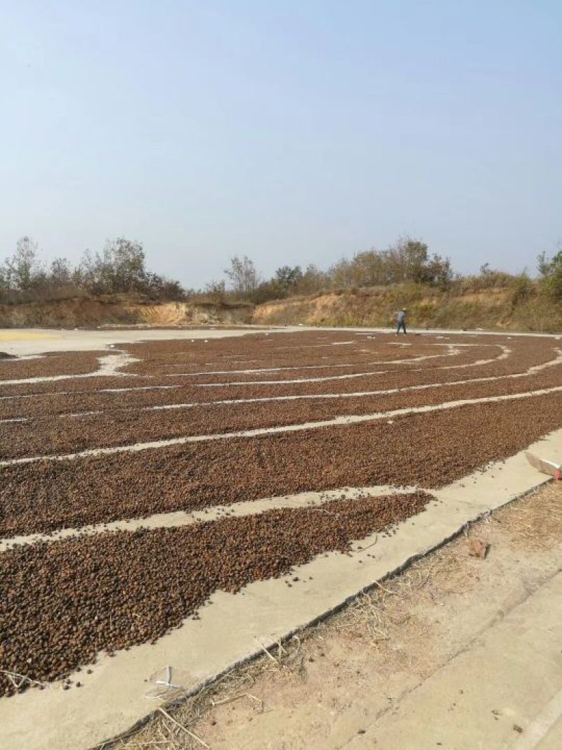 现货大量供应2021干油茶籽，欢迎洽谈采购