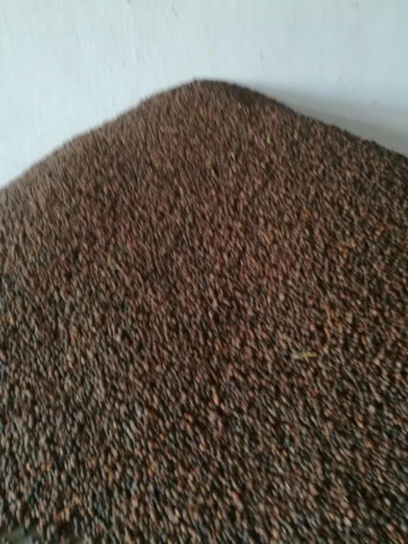 现货大量供应2021干油茶籽，欢迎洽谈采购