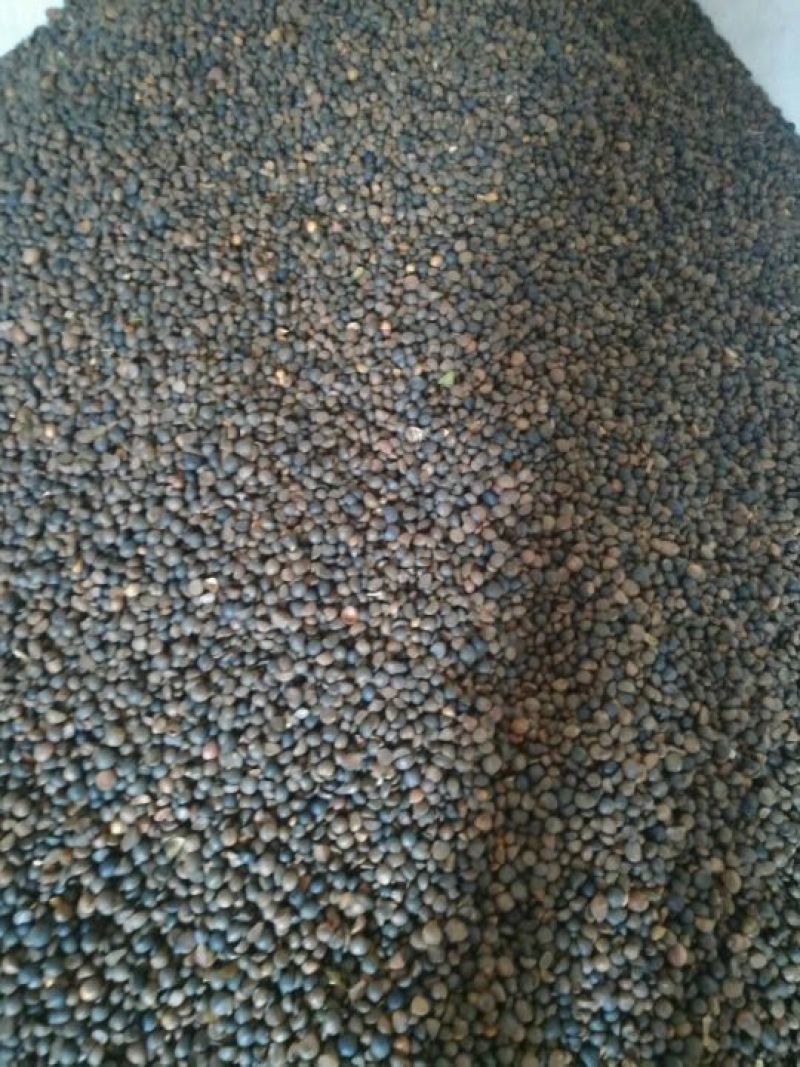 现货大量供应2021干油茶籽，欢迎洽谈采购