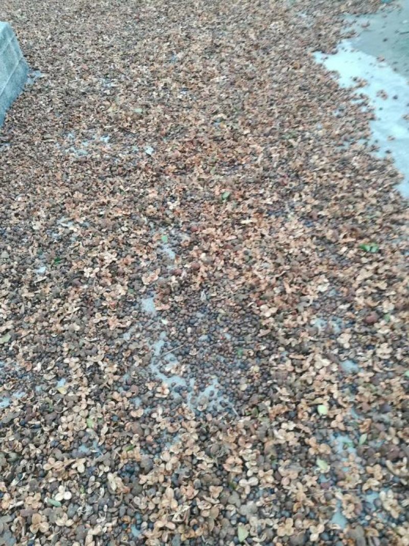 现货大量供应2021干油茶籽，欢迎洽谈采购