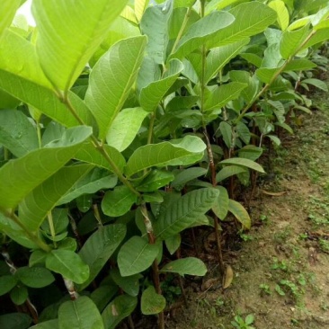 西瓜番石榴苗30~50cm