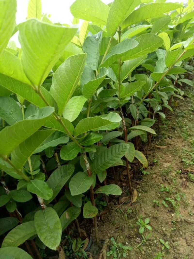 西瓜番石榴苗30~50cm