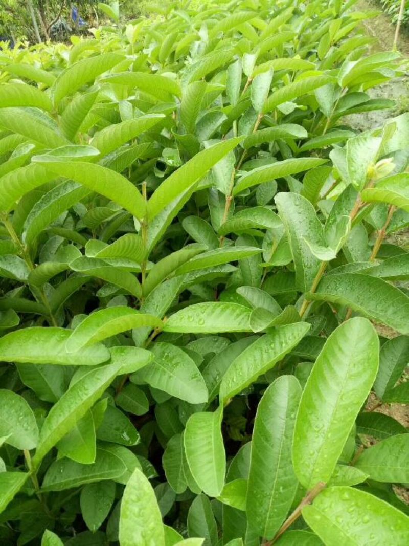 西瓜番石榴苗30~50cm