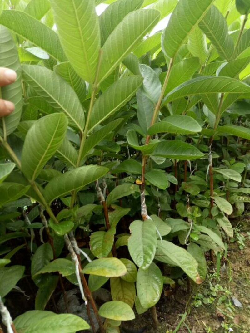 西瓜番石榴苗30~50cm
