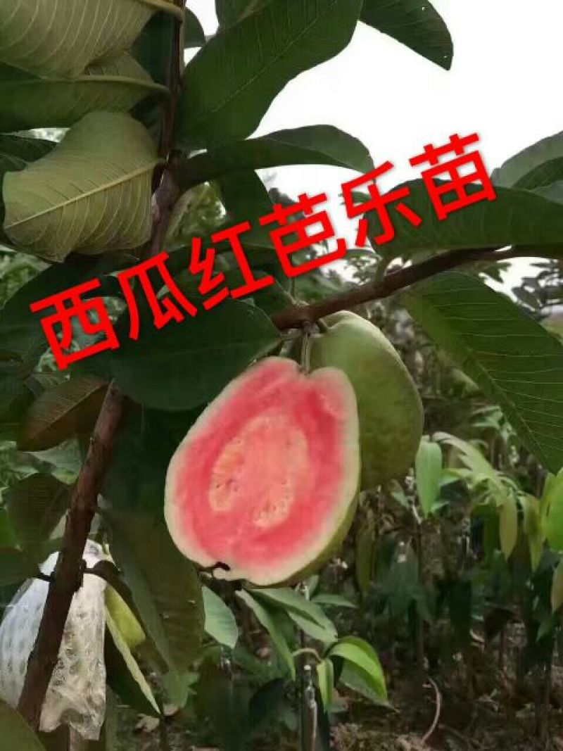 西瓜番石榴苗30~50cm