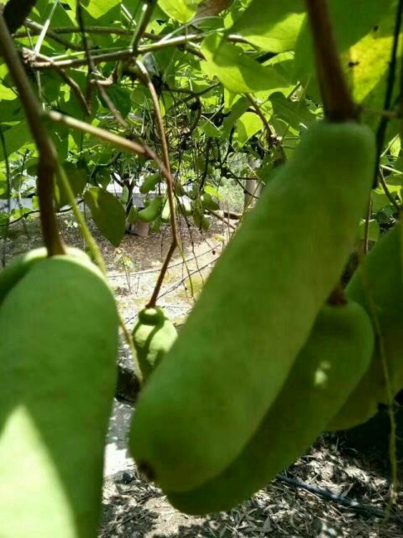 八月瓜苗高产八月瓜紫果种苗，少籽八月瓜种苗