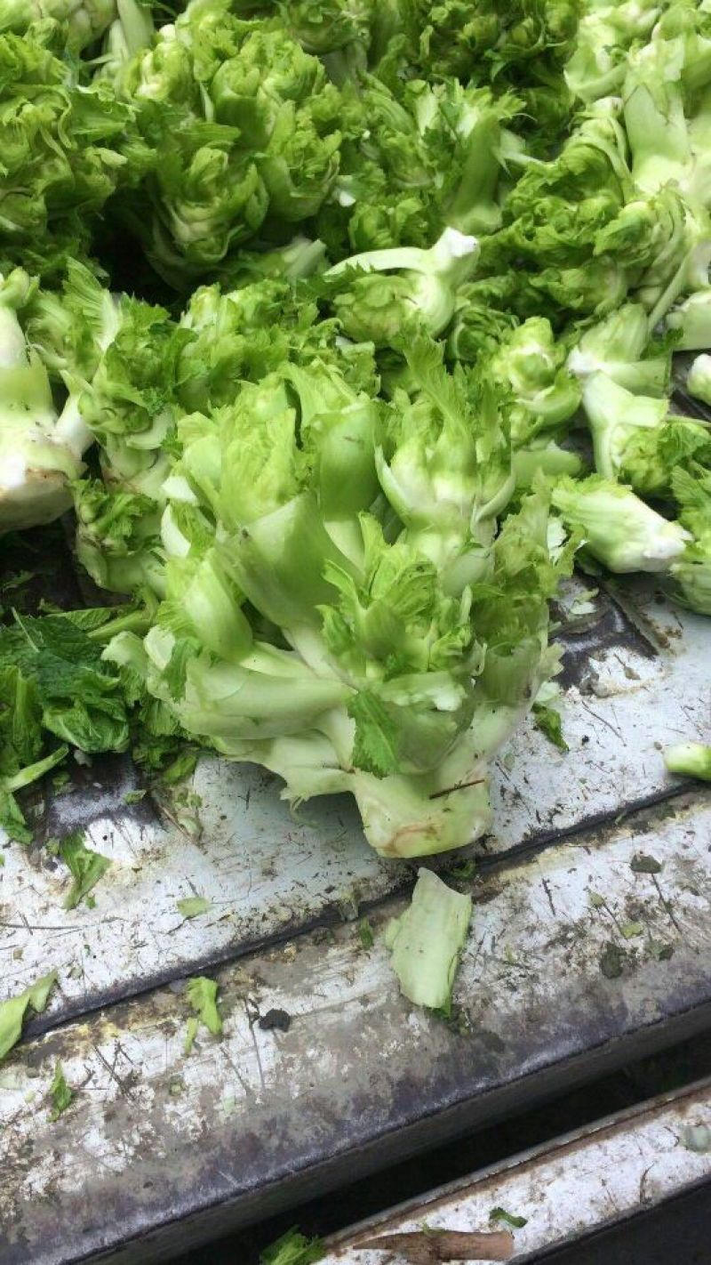 儿菜3两以上