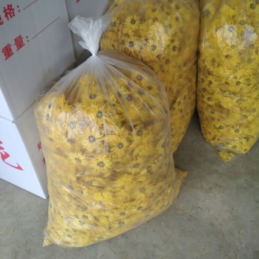 金丝皇菊茶一级