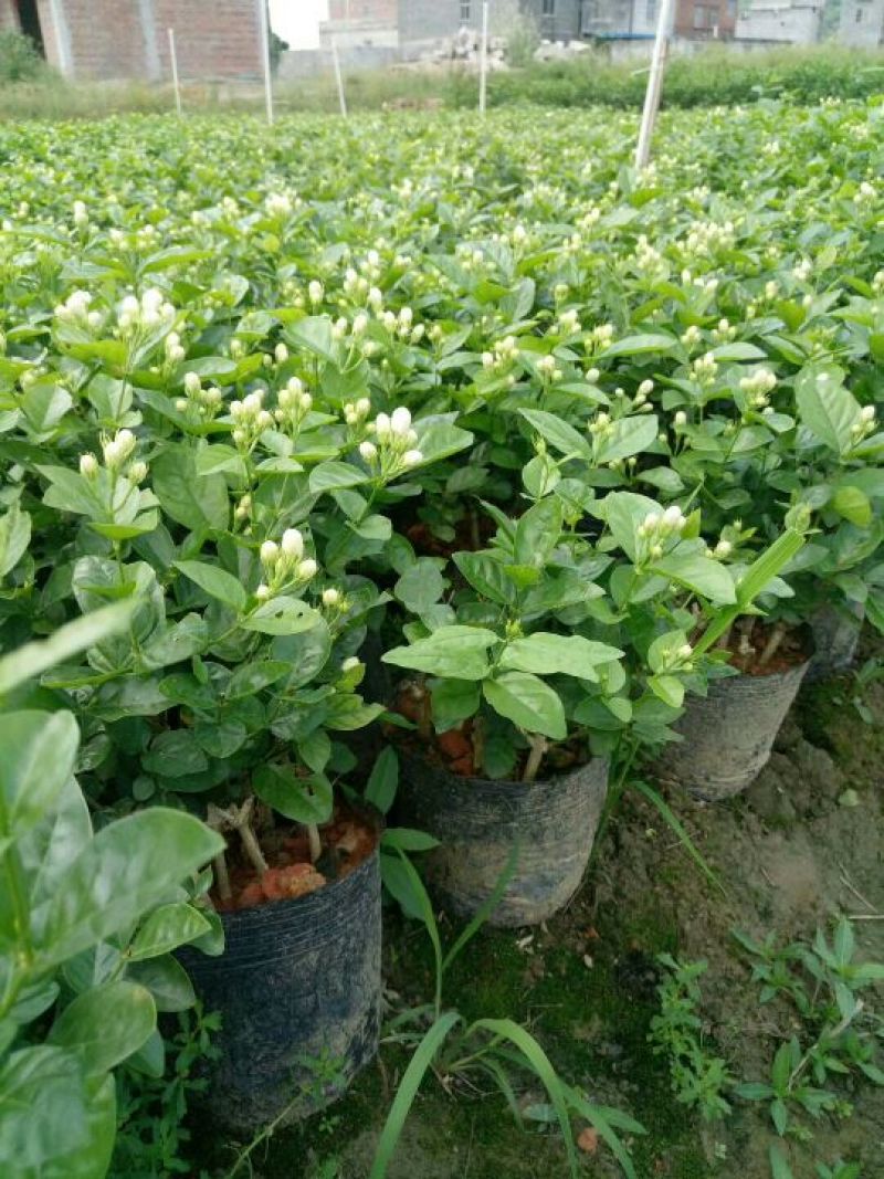 茉莉花苗20~30cm