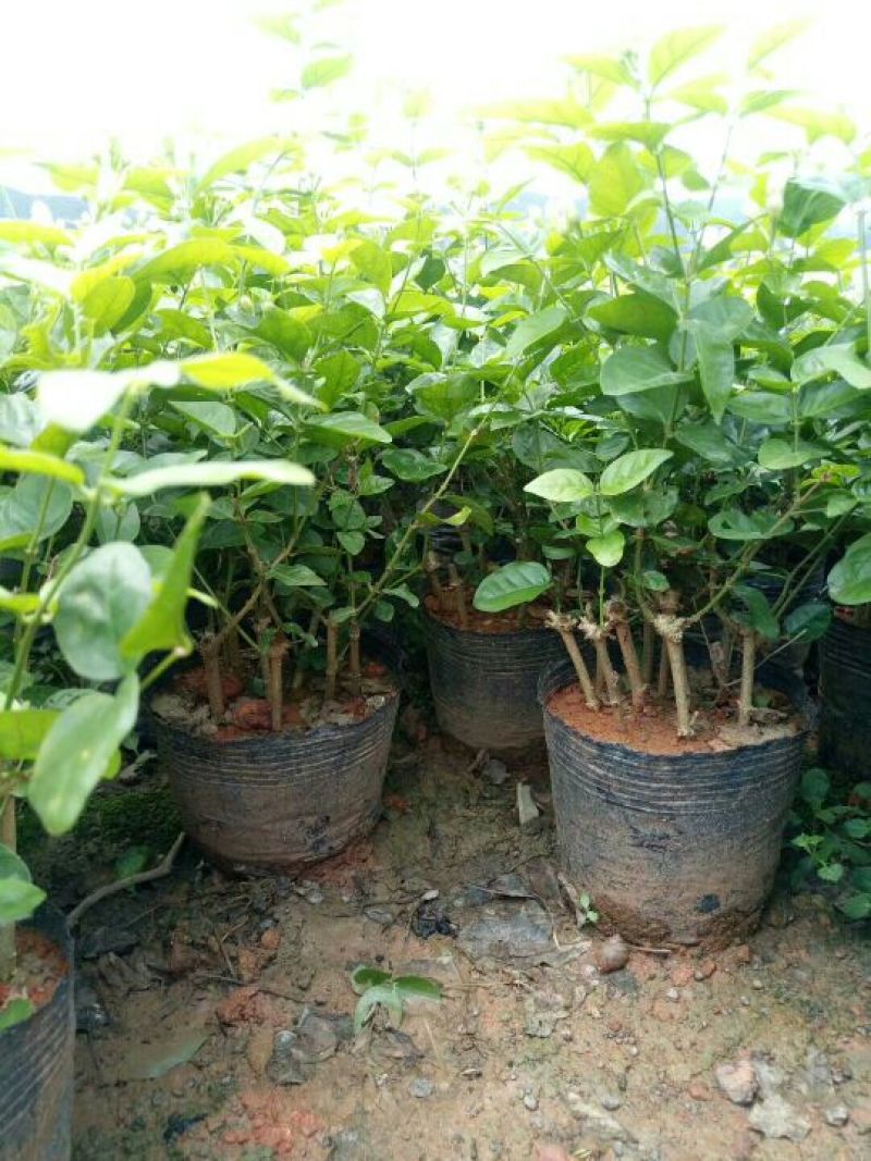 茉莉花苗20~30cm
