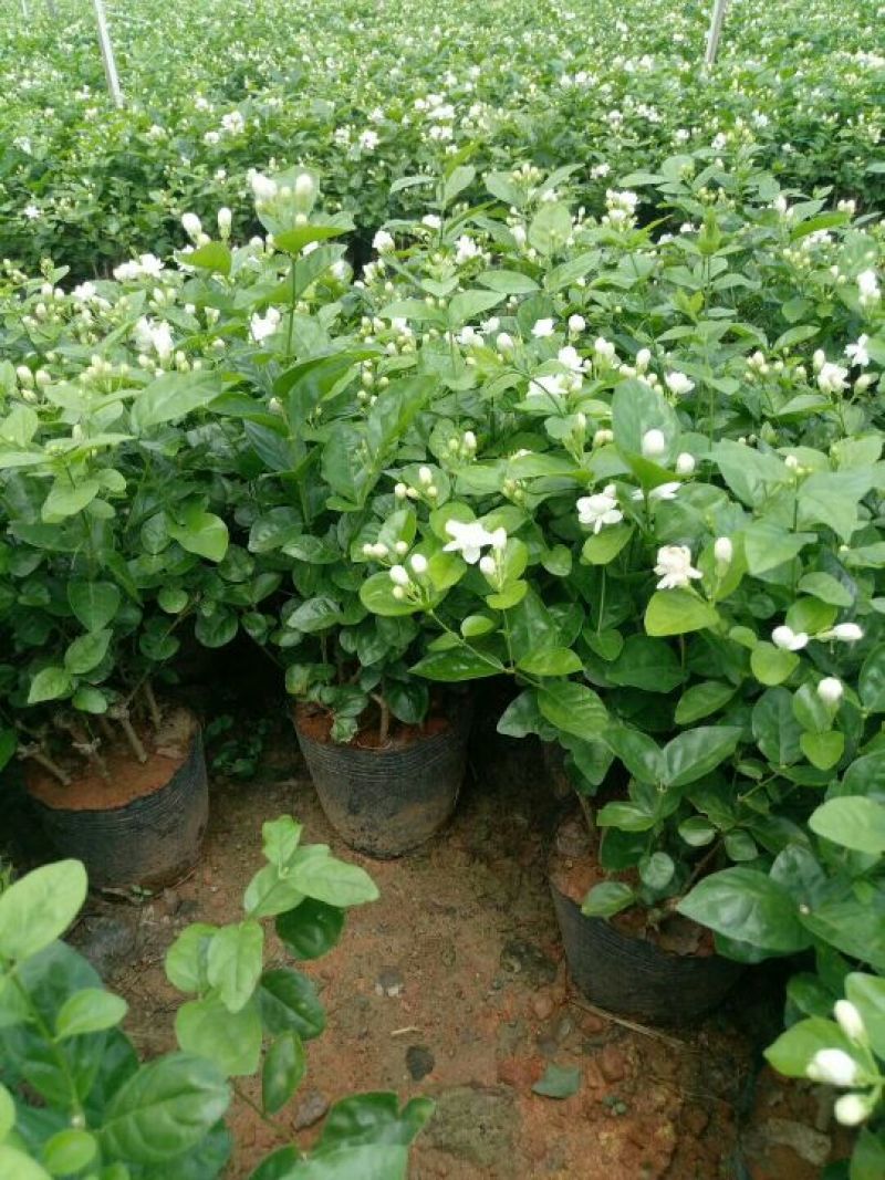 茉莉花苗20~30cm