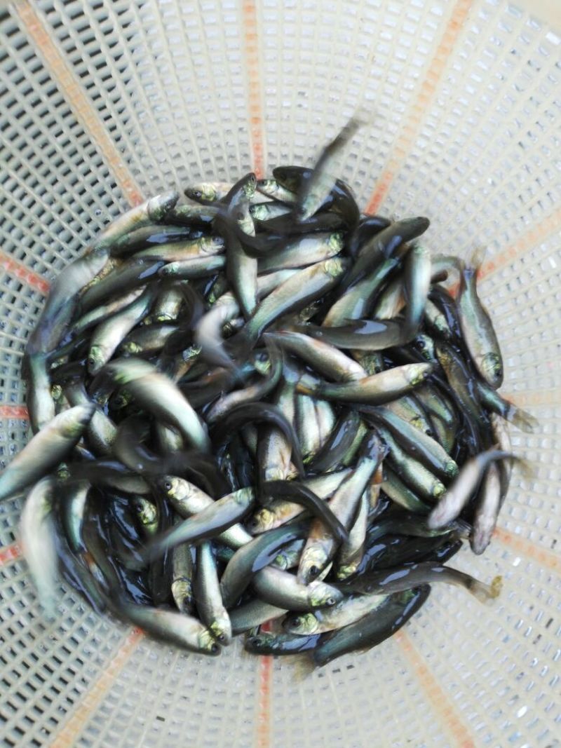 丁桂鱼苗丁桂鱼苗，丁桂鱼苗淡水欧洲丁桂鱼丁