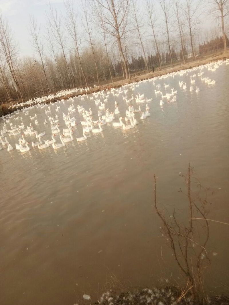 白鹅肉鹅8~10斤