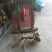 辣根7~8两