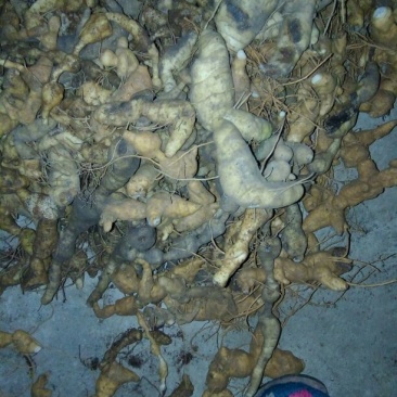 黄精甜统个